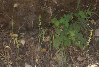 2009-06-22_52 Rein Orchis Broad TN.jpg - 38358 Bytes